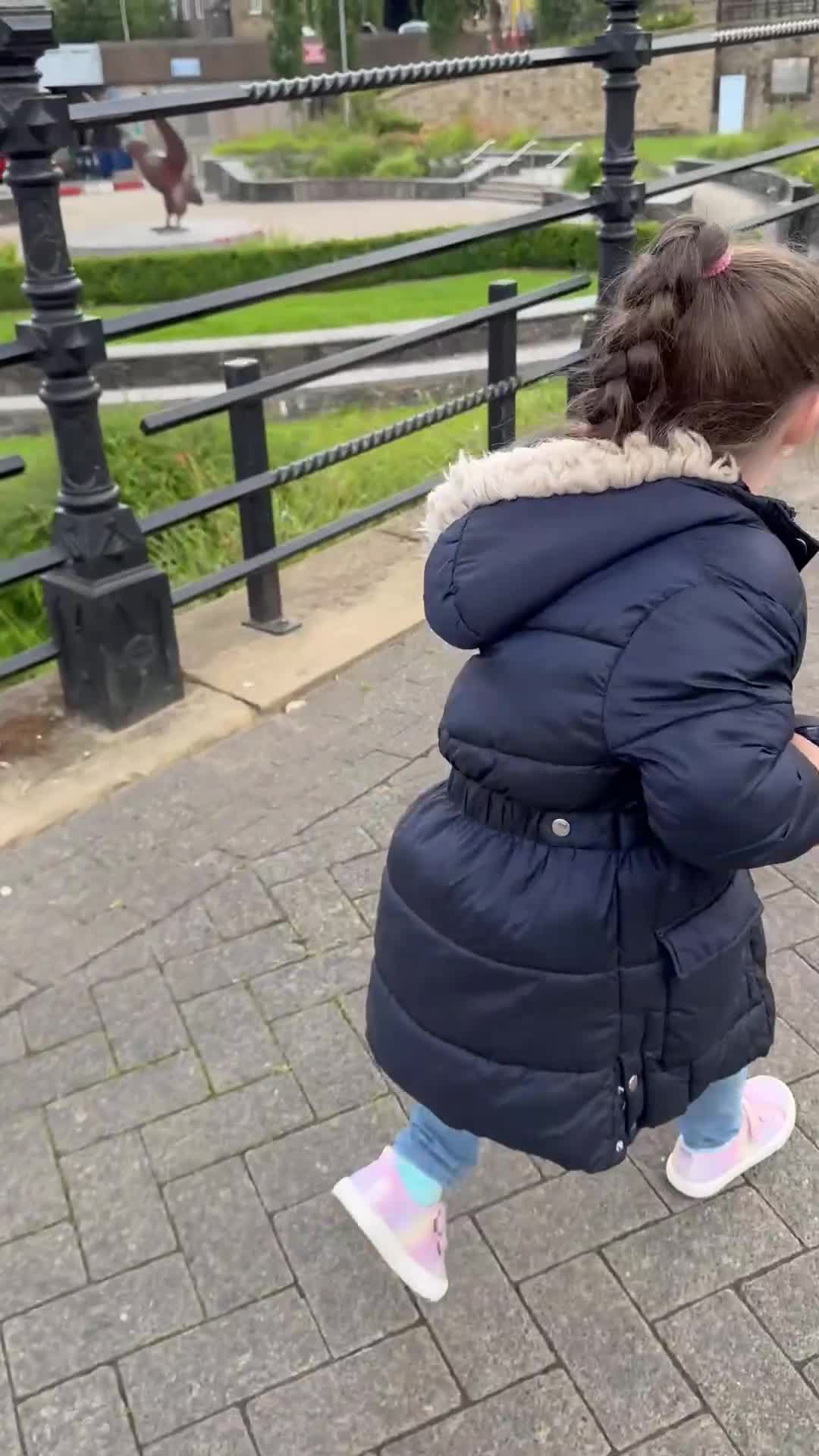 Toy Poodle dogs for stud: Beautiful, proven toy poodle for stud - Video 1