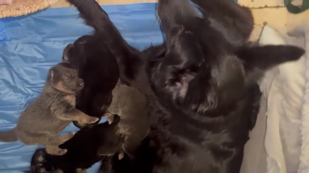German Shepherd dogs for sale: Beautiful Black, Grey, Grey & Tan and Black & Tans in Richmond - Video 3