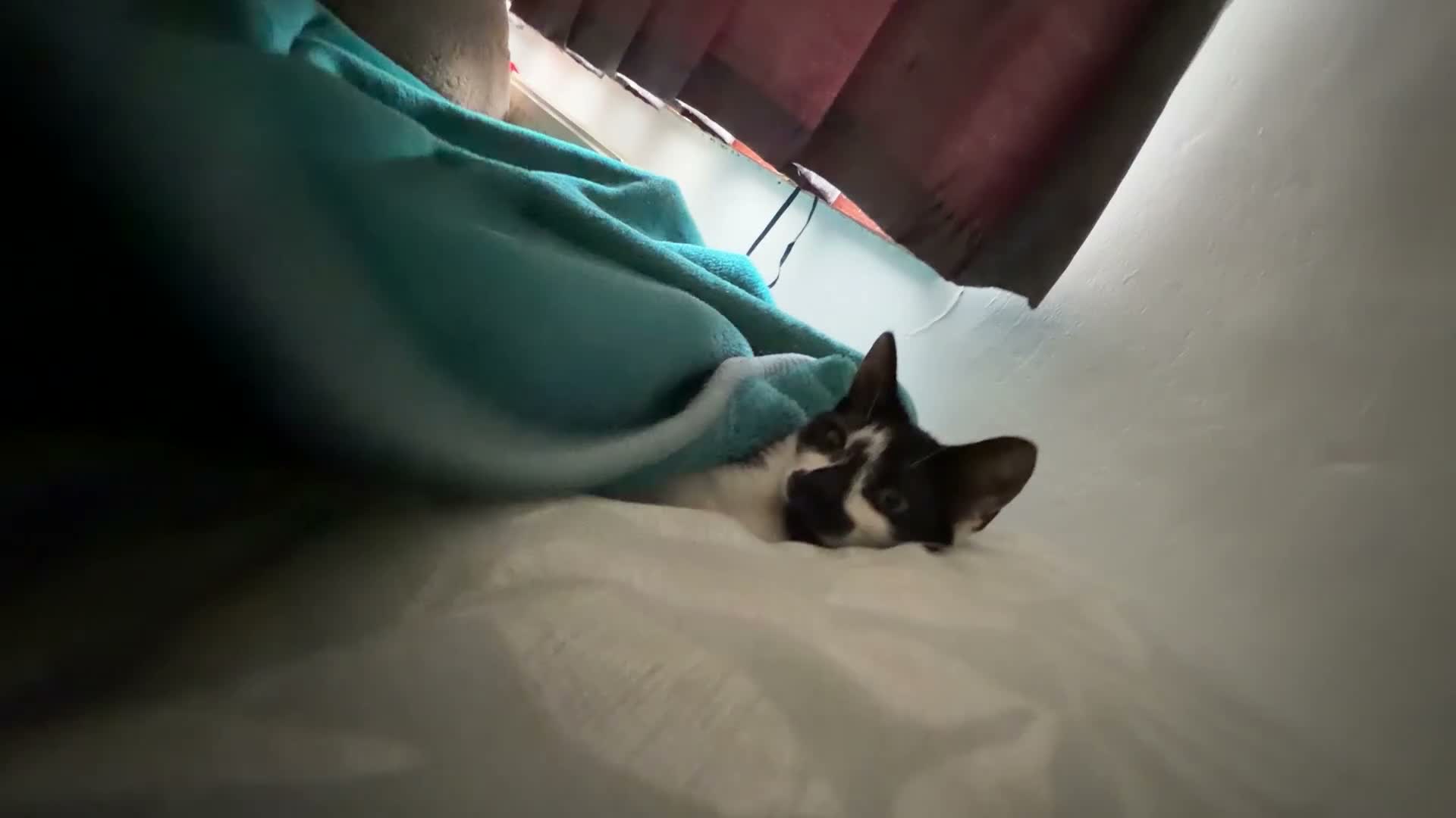 British Longhair cats for sale: Sweet and adorable 🥹💕 in Southampton - Video 1