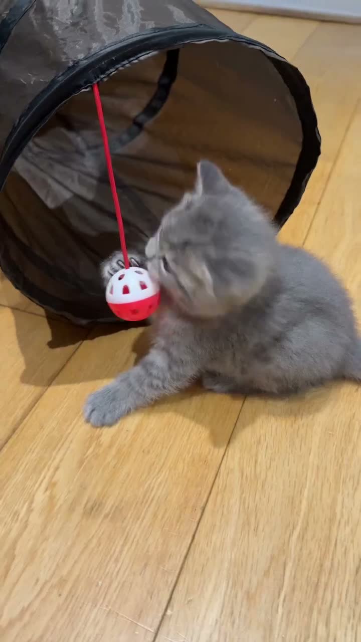 British Shorthair cats for sale: Two Scottish Fold and Two British Shorthair  - Video 2