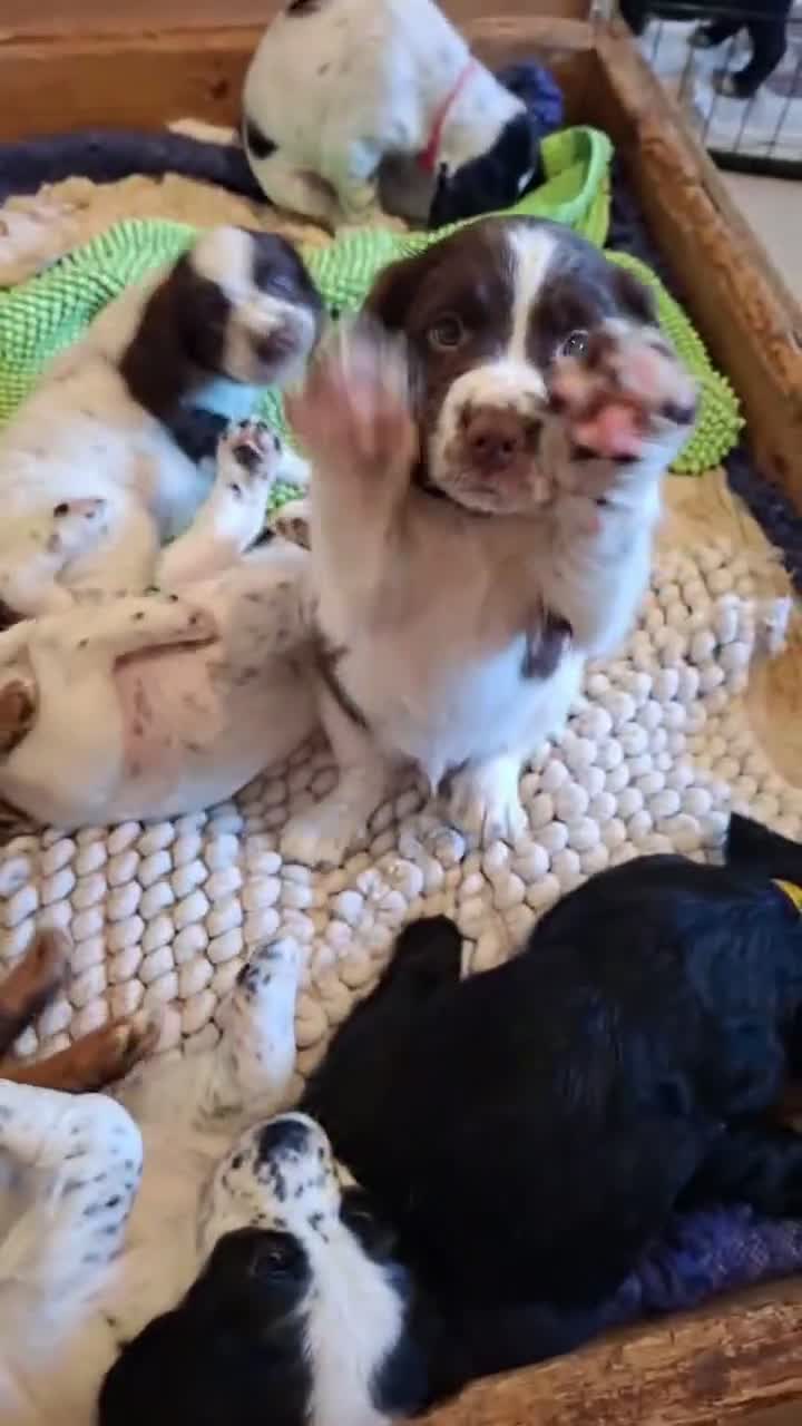 Sprocker dogs for sale: Sprocker puppies for sale  in Thornhill - Video 1