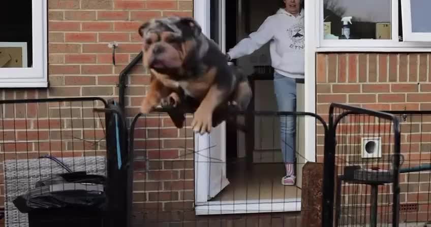 Olde English Bulldogge dogs for stud: Bullplanet's King Titan DNA/BVA Eye/BVA Hip/Elbow in Northallerton - Video 1