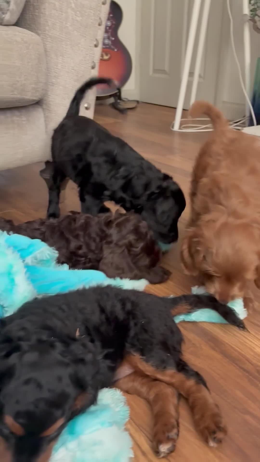 Cockapoo dogs for sale: 5 Gorgeous F2 cockapoos  - Video 1
