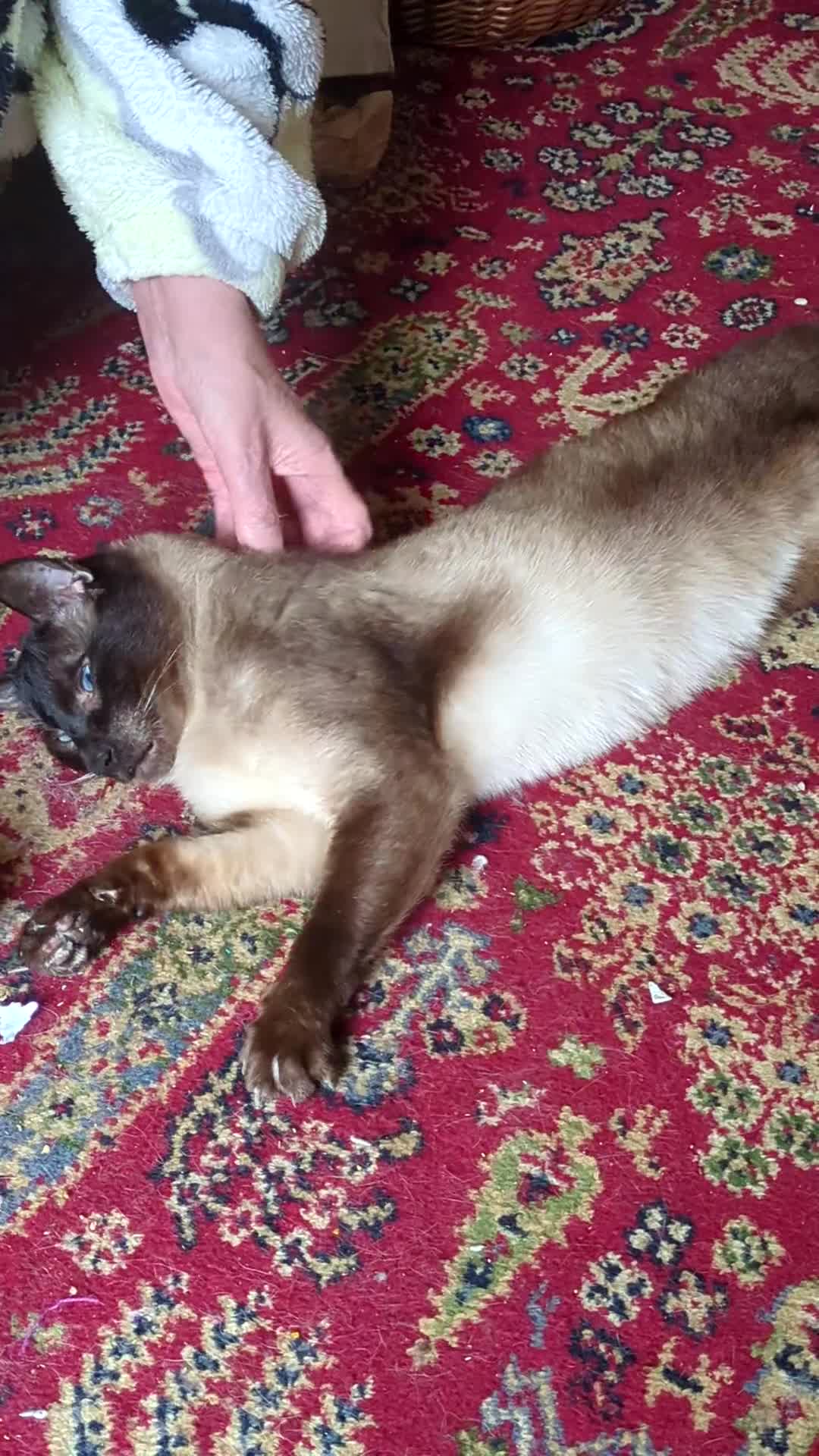 Tonkinese cats for sale:  Tonkinese Male – Needs a Calm, Patient Home in Treorchy - Video 1
