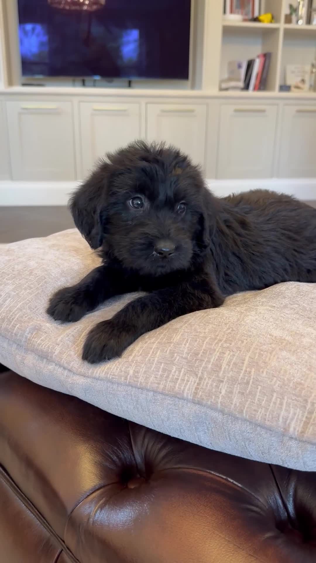 Mixed Breed dogs for sale: 🐾 🧸 *Ready Saturday* Beautiful Doodles 💕🐾 - Video 1