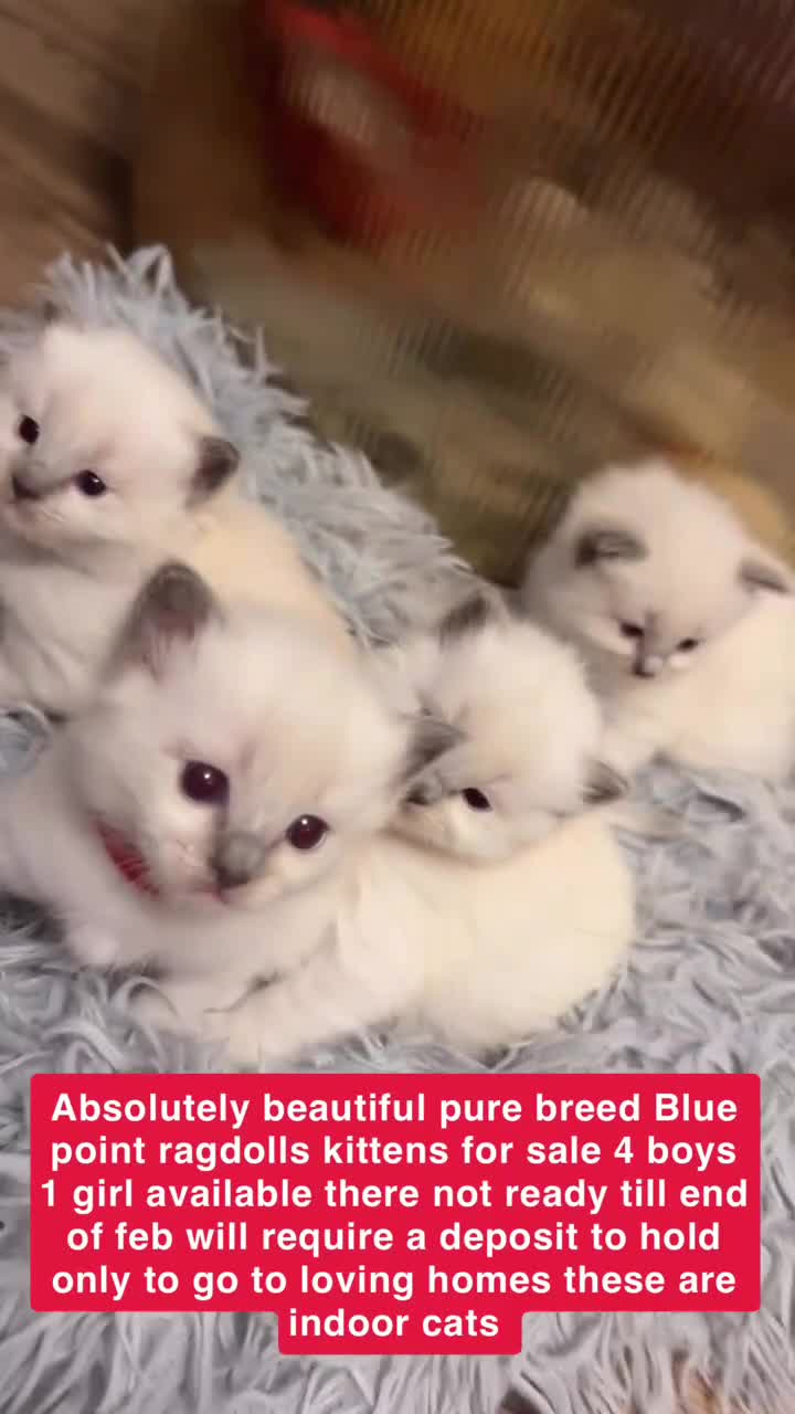 Ragdoll cats for sale: Beautiful Purebred Pedigree Blue Ragdoll Kittens - Video 3