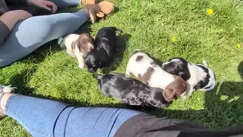 Sprocker dogs for sale: Beautiful F1 Sprocker Puppies - Video 1