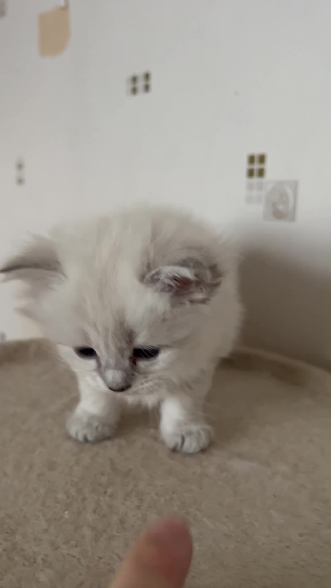 Siberian cats for sale: Neva Masquerade kittens  - Video 1