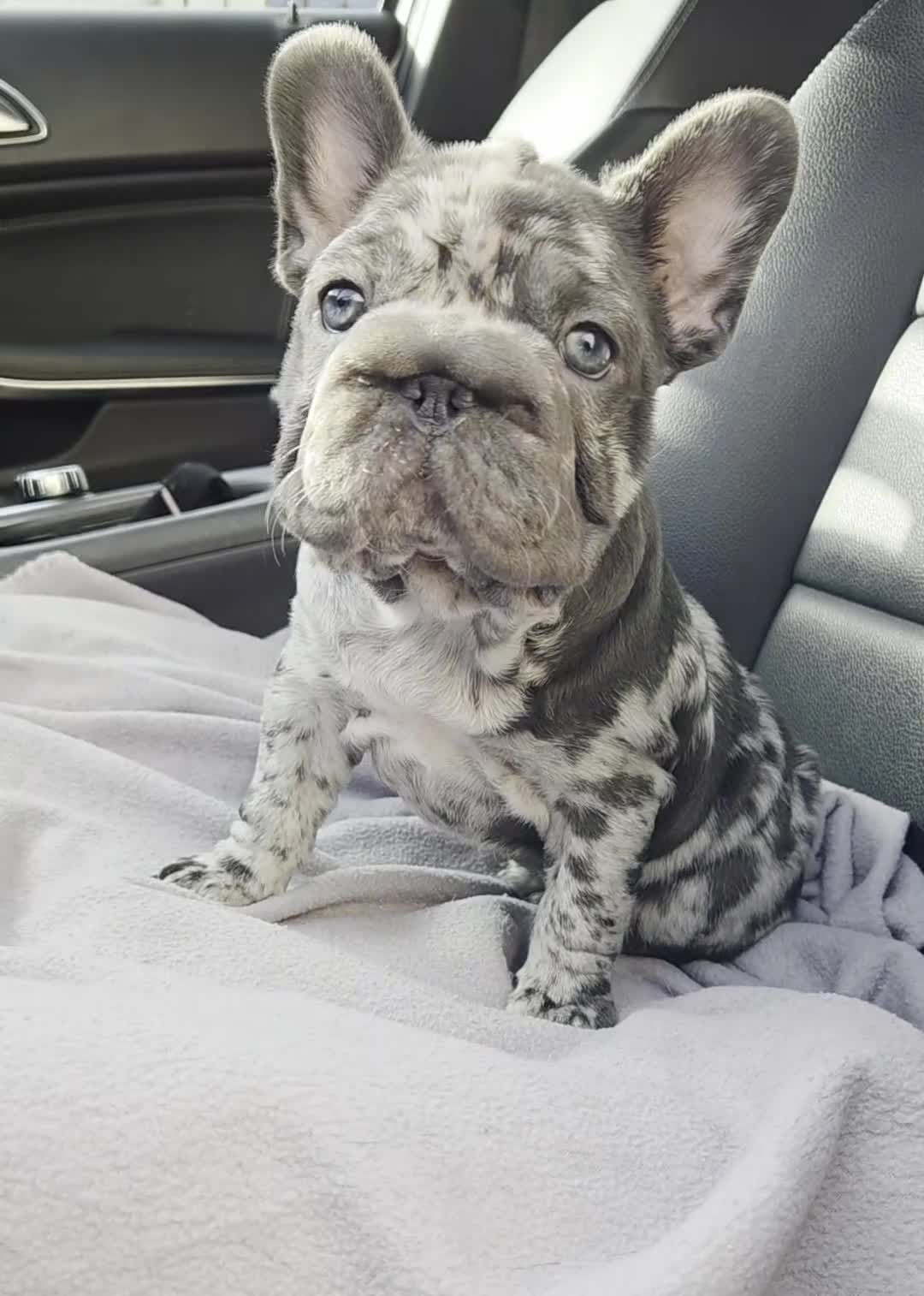 French Bulldog dogs for sale: 💝 DWKC registered champion bloodlines💖 - Video 3