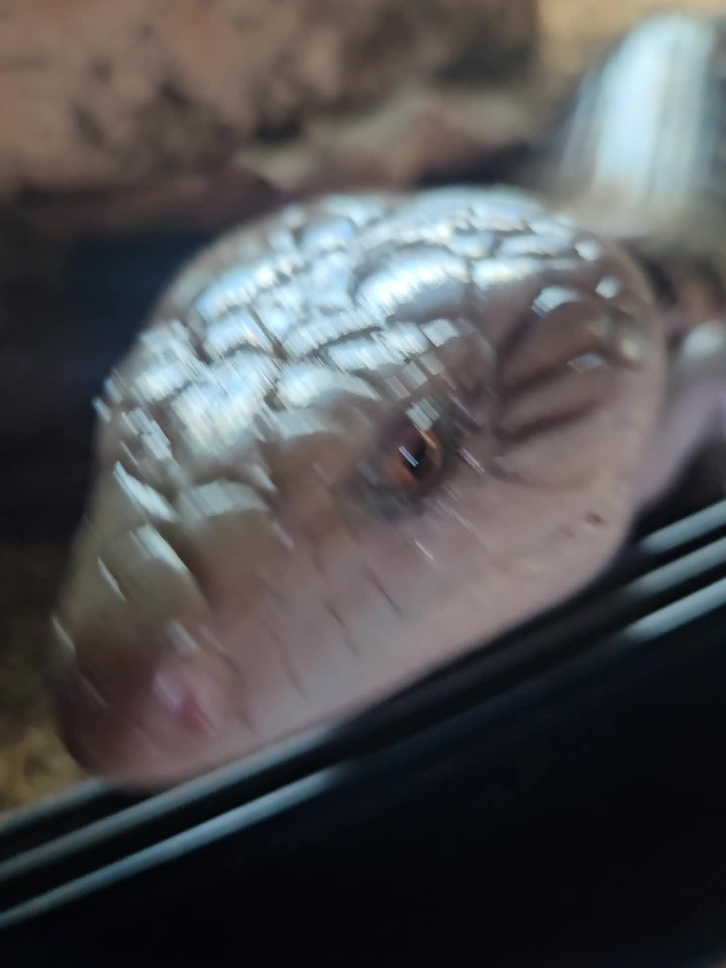 Lizard reptiles for sale: Blue tongue skink - Video 2