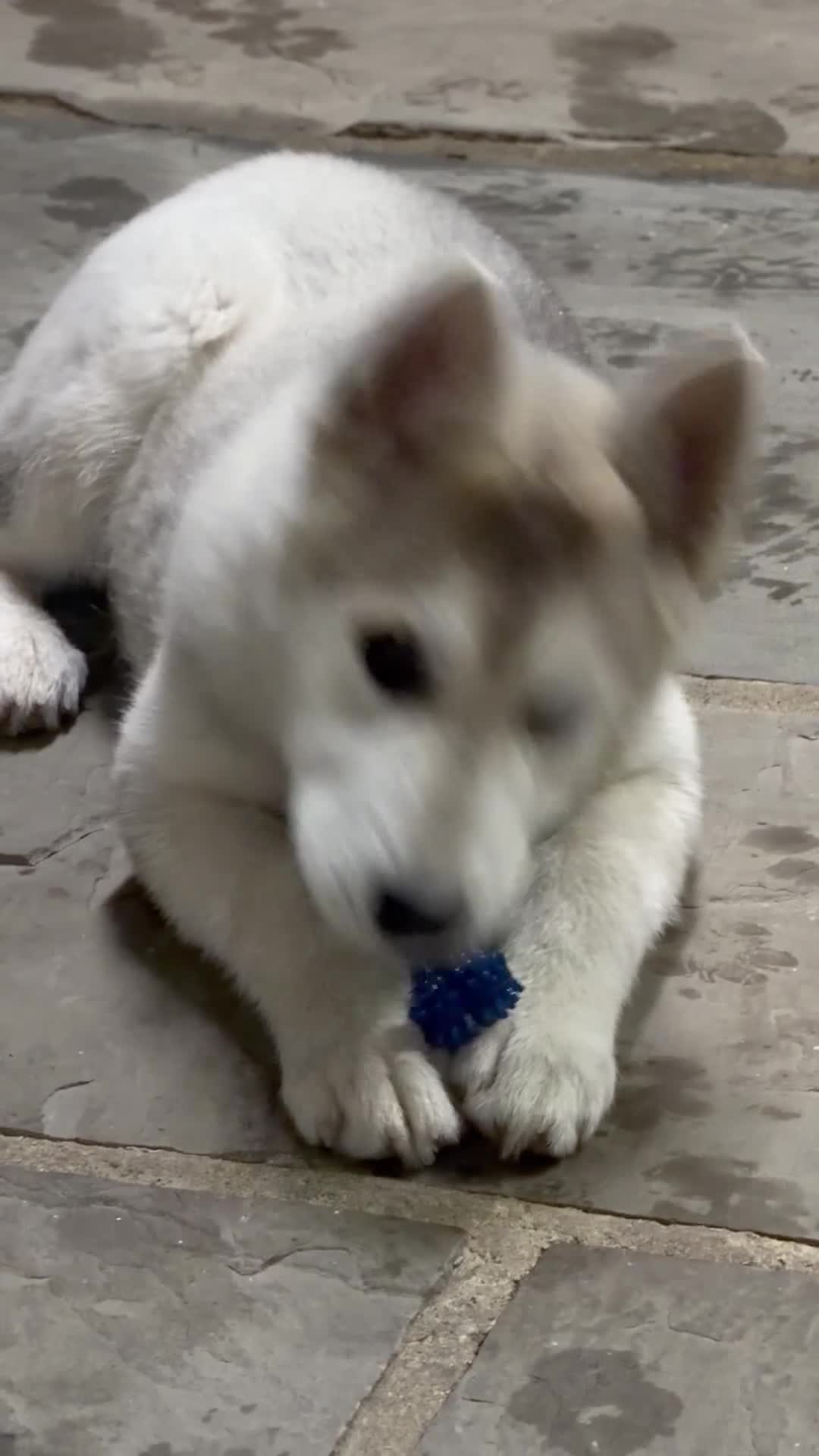 Shepsky dogs for sale: Husky - Video 1