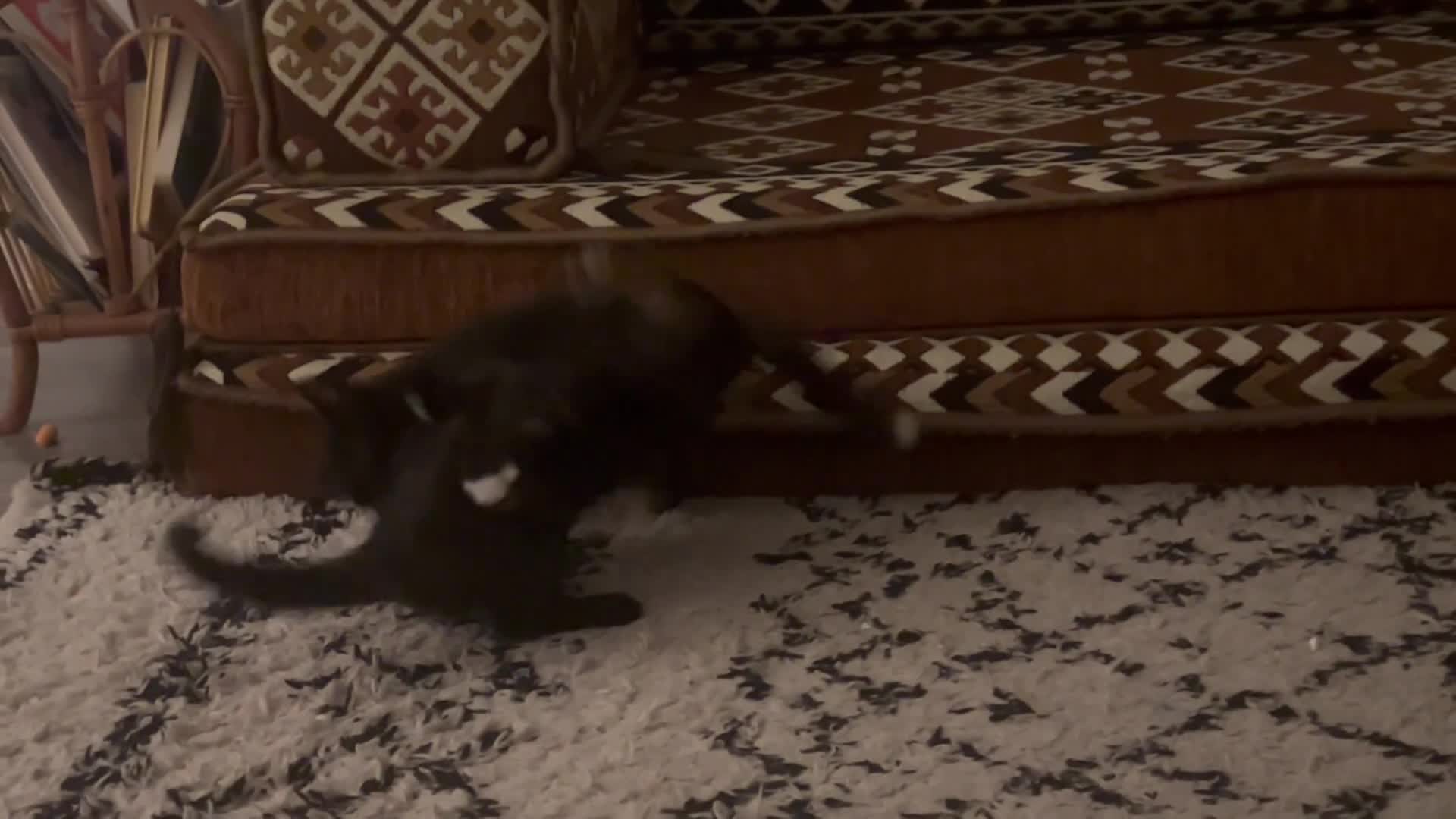 Bengal cats for sale: Bengal Mix Ready!!- 4/6 left! - Video 1