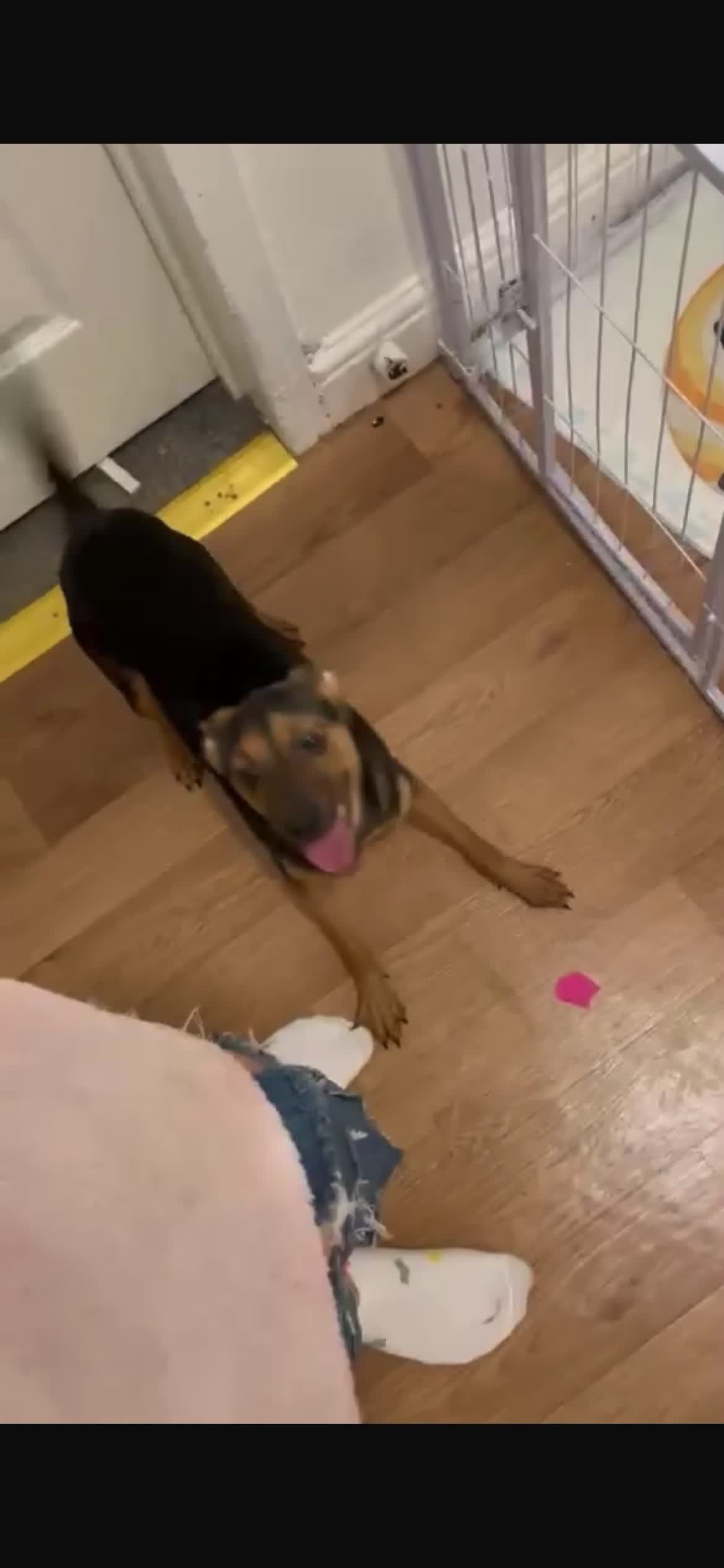 Mixed Breed dogs for sale: Puppy girl in Newcastle upon Tyne - Video 1