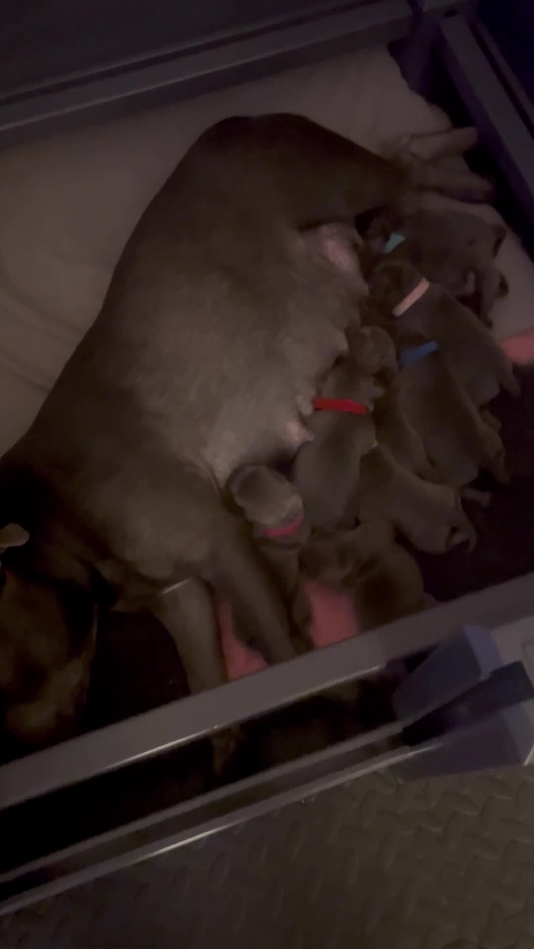 Staffordshire Bull Terrier dogs for sale: Blue Staffordshire bull terrier  - Video 1
