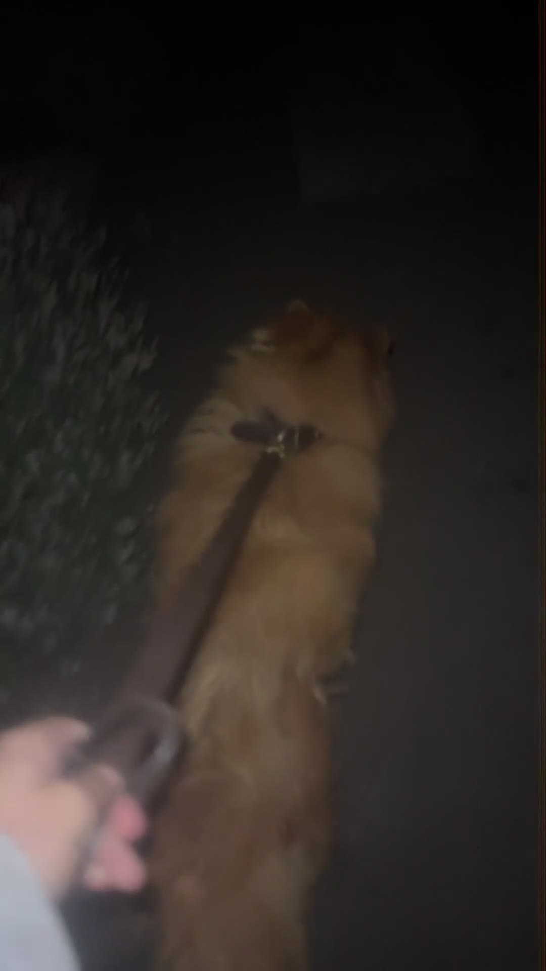 Chow Chow dogs for sale: Chow chow  - Video 1