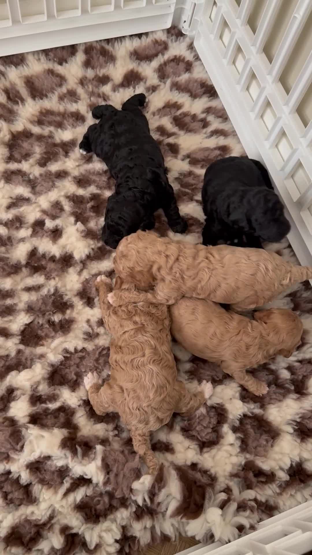 Australian Labradoodle dogs for sale: Multi generation Australian Labradoodles - Video 1