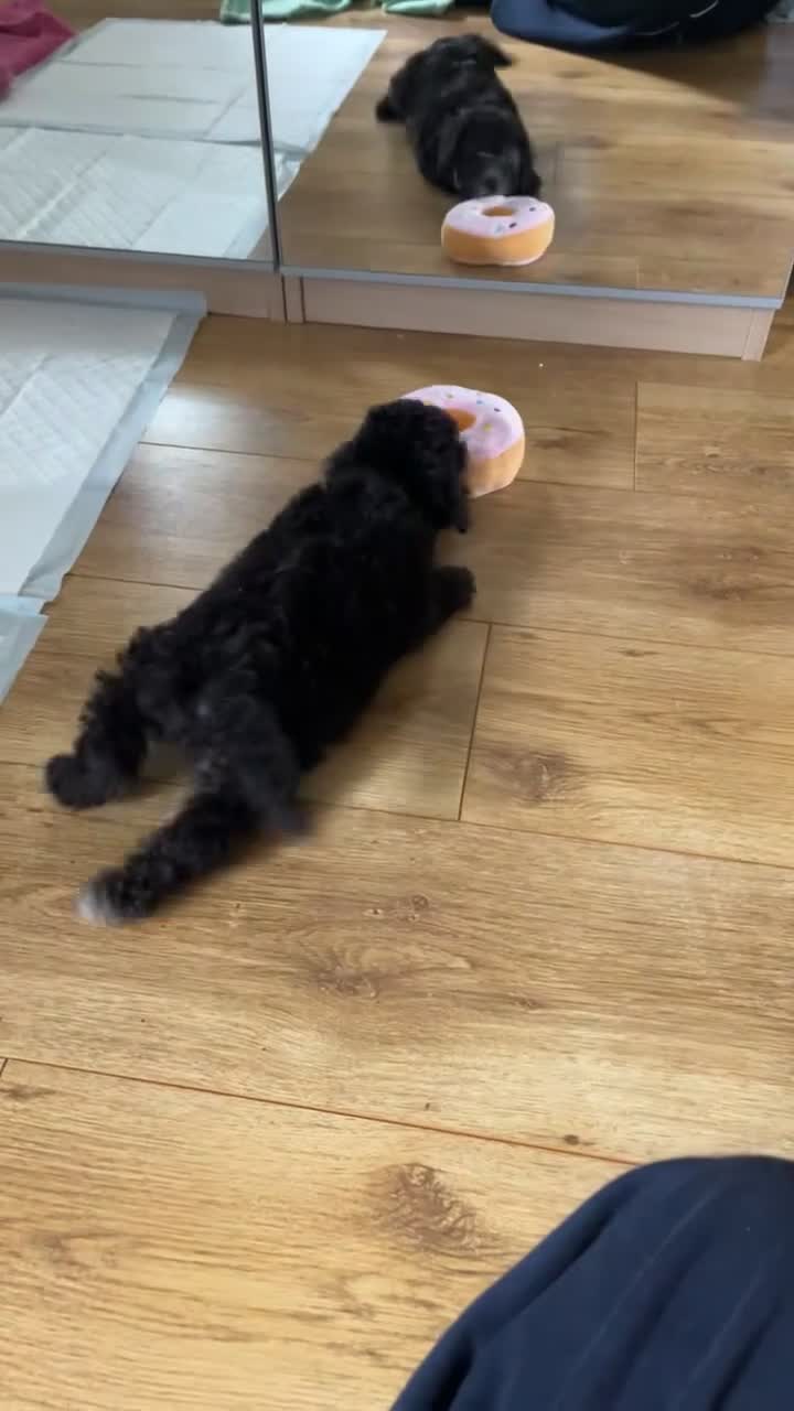 Toy Poodle dogs for sale: Female Toy Poodle Puppy, 8 weeks old - Video 1