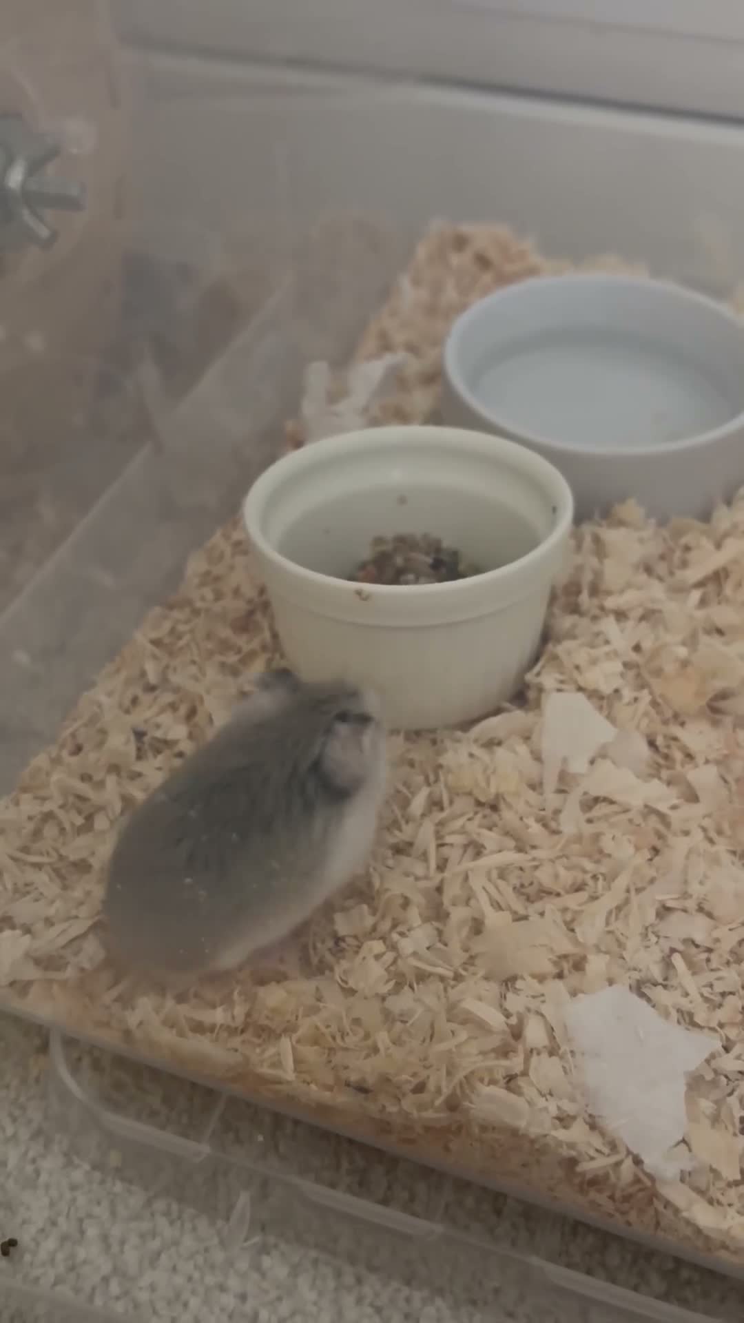 Hamster rodents for sale: 🐹 25-Day-Old Roborovski Dwarf Hamster 🐹 - Video 2