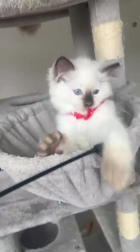 Ragdoll cats for sale: Registered Ragdoll kittens for sale - Video 2