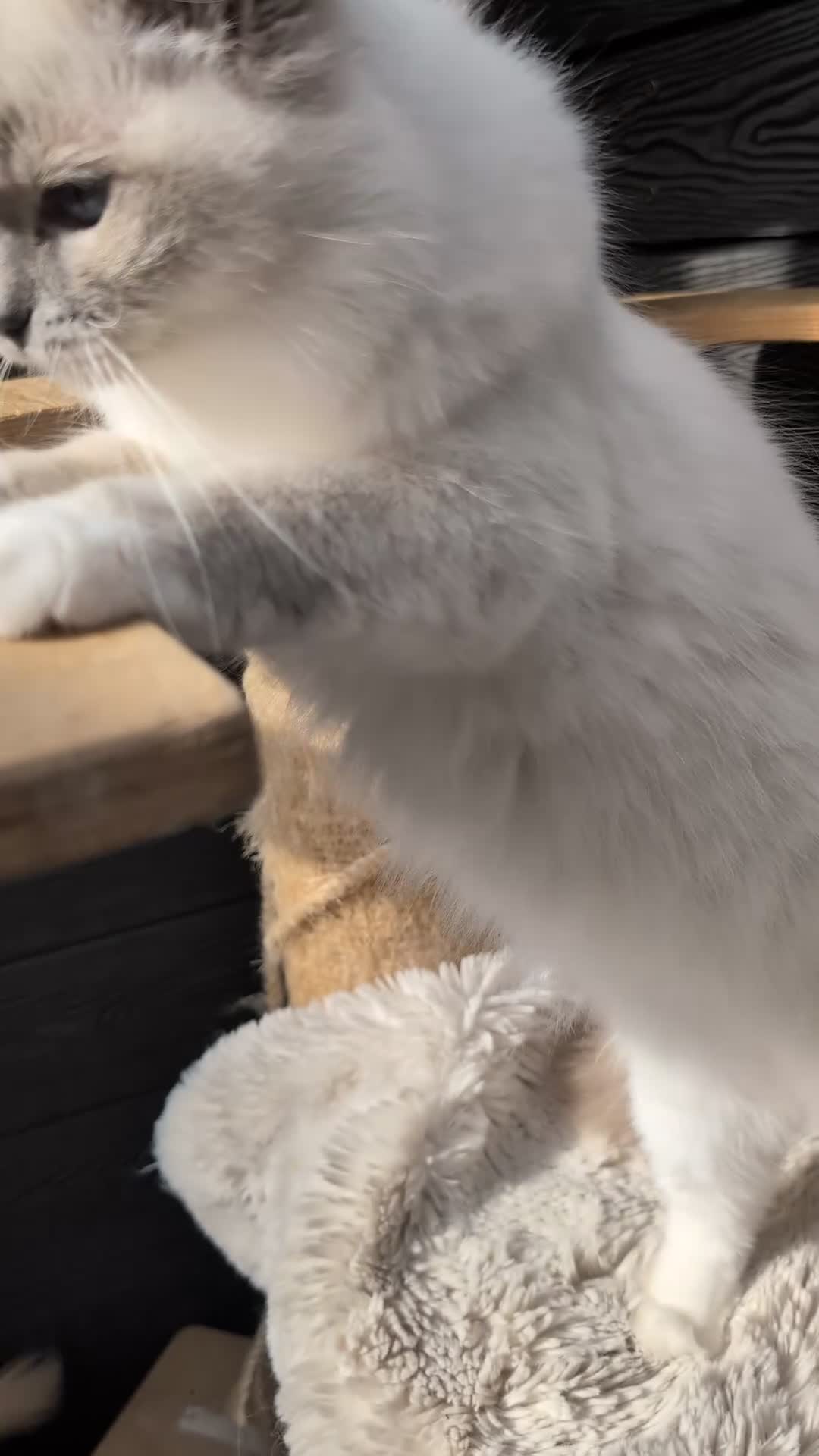 Ragdoll cats for sale: Females ragdoll - Video 1