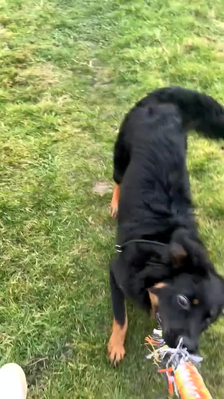 German Shepherd dogs for sale: German shepherd puppy  - Video 2