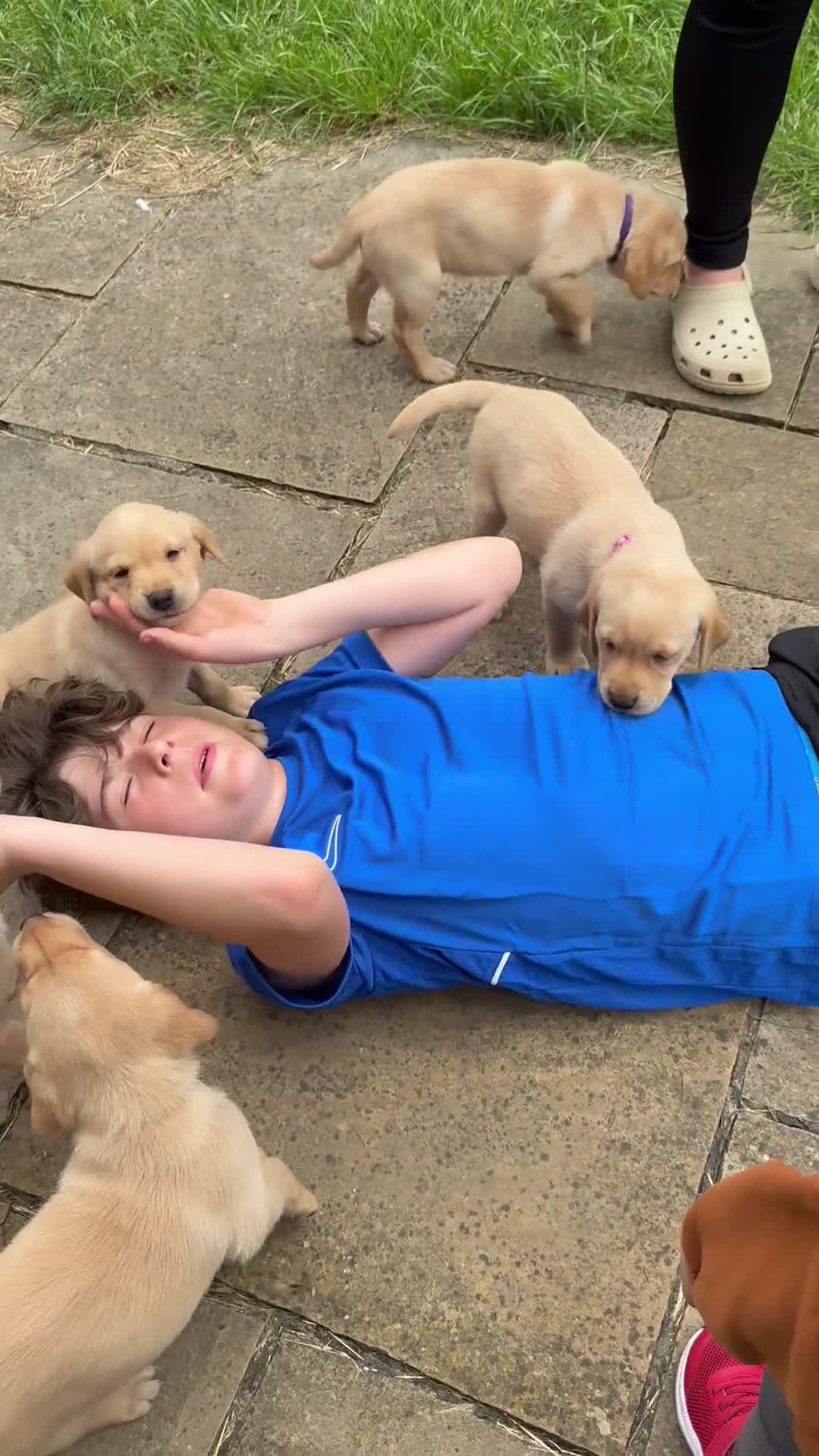 Labrador Retriever dogs for sale: K.C.Reg Superb Labrador Puppies - Video 1