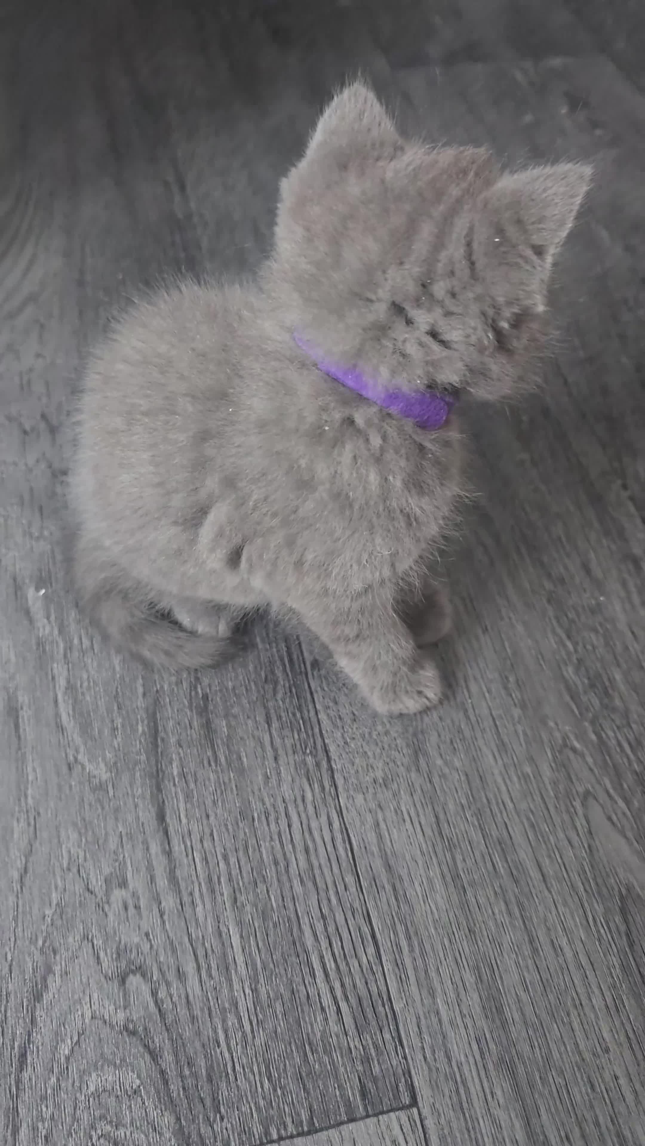 British Shorthair cats for sale: British Shorthair  kittens  - Video 5