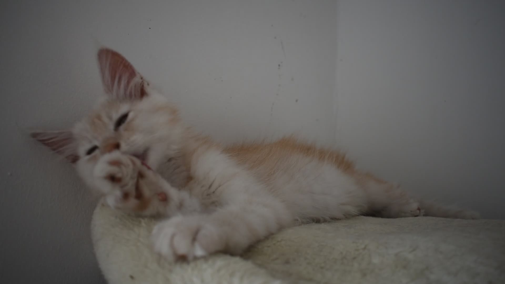 Maine Coon cats for sale:  RARELY LION KING - Video 1