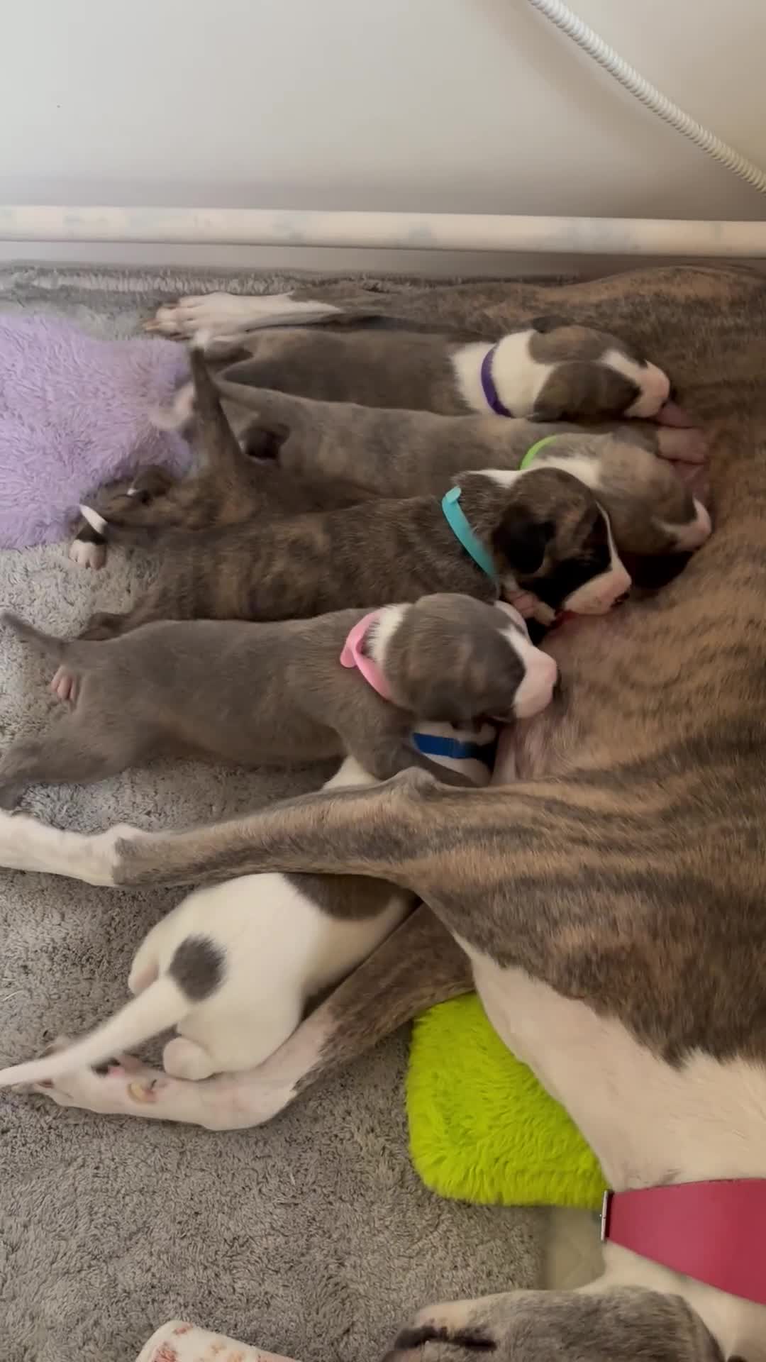 Whippet dogs for sale: Beautiful Blue Girl Whippet pup LAST ONE - Video 2