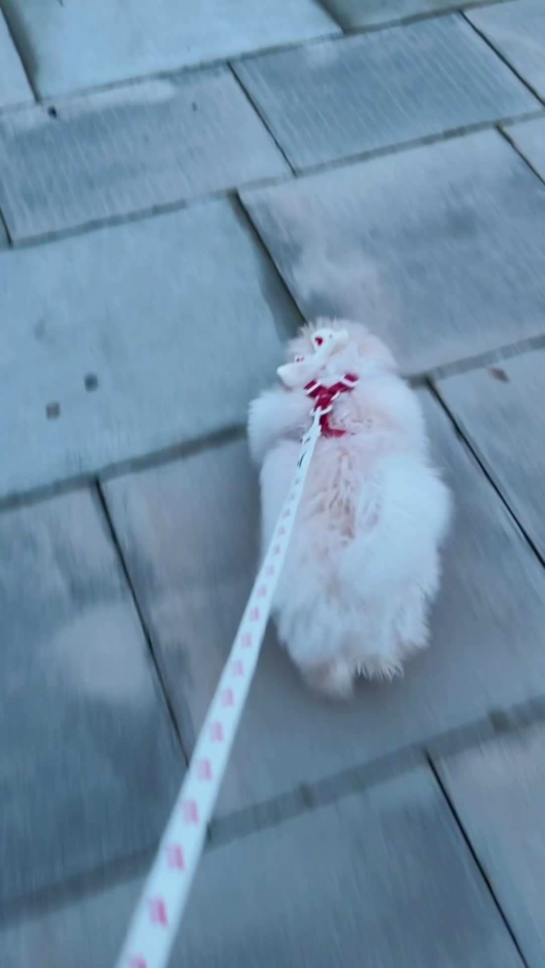 Maltipoo dogs for sale: 5‑Month‑Old Maltipooo Looking for a Loving Home - Video 2