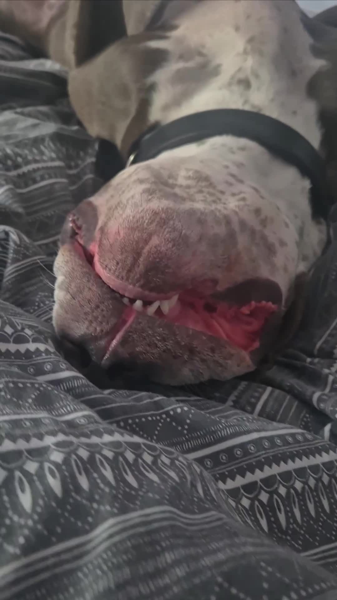 Mixed Breed dogs for sale: Bully Dane mixed breed - Video 1