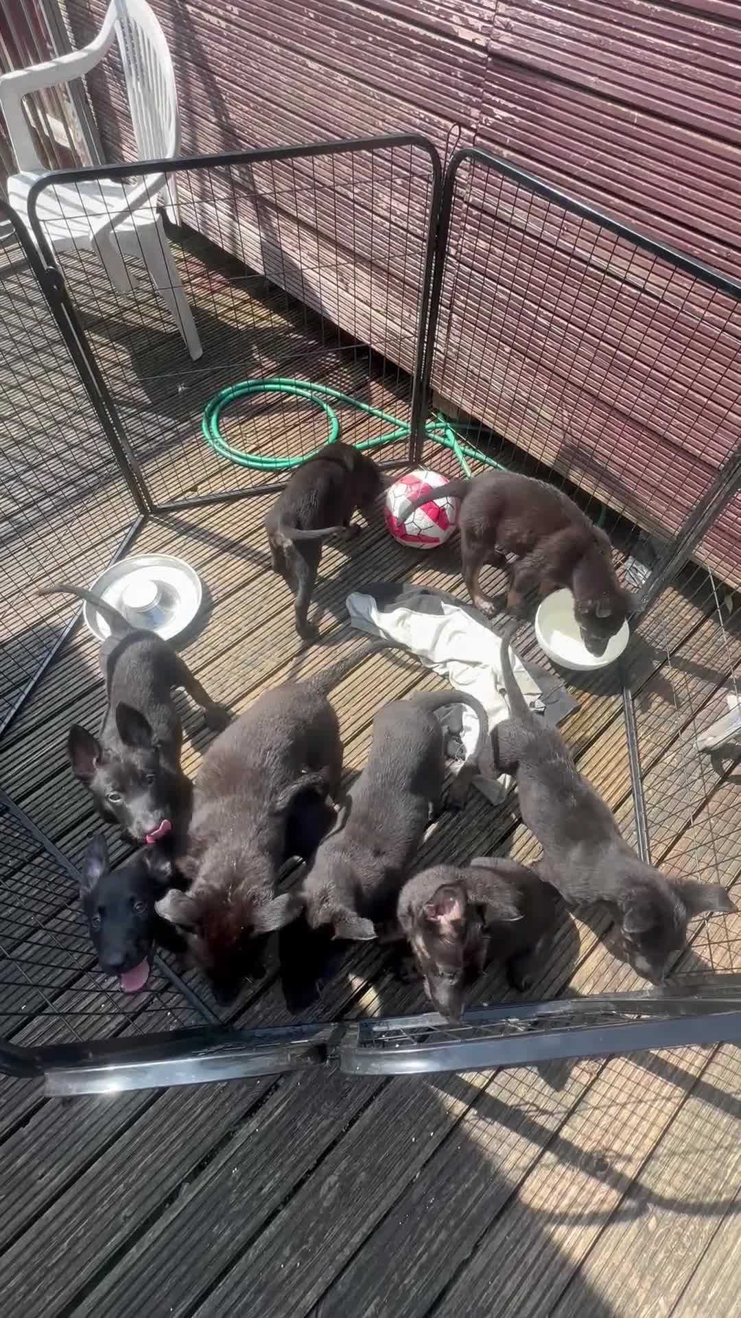 Belgian Shepherd Dog dogs for sale: Dutch herder puppies  - Video 1