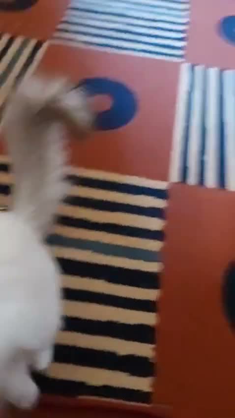 Ragdoll cats for sale: Yuki the Ragdoll in Newcastle upon Tyne - Video 1