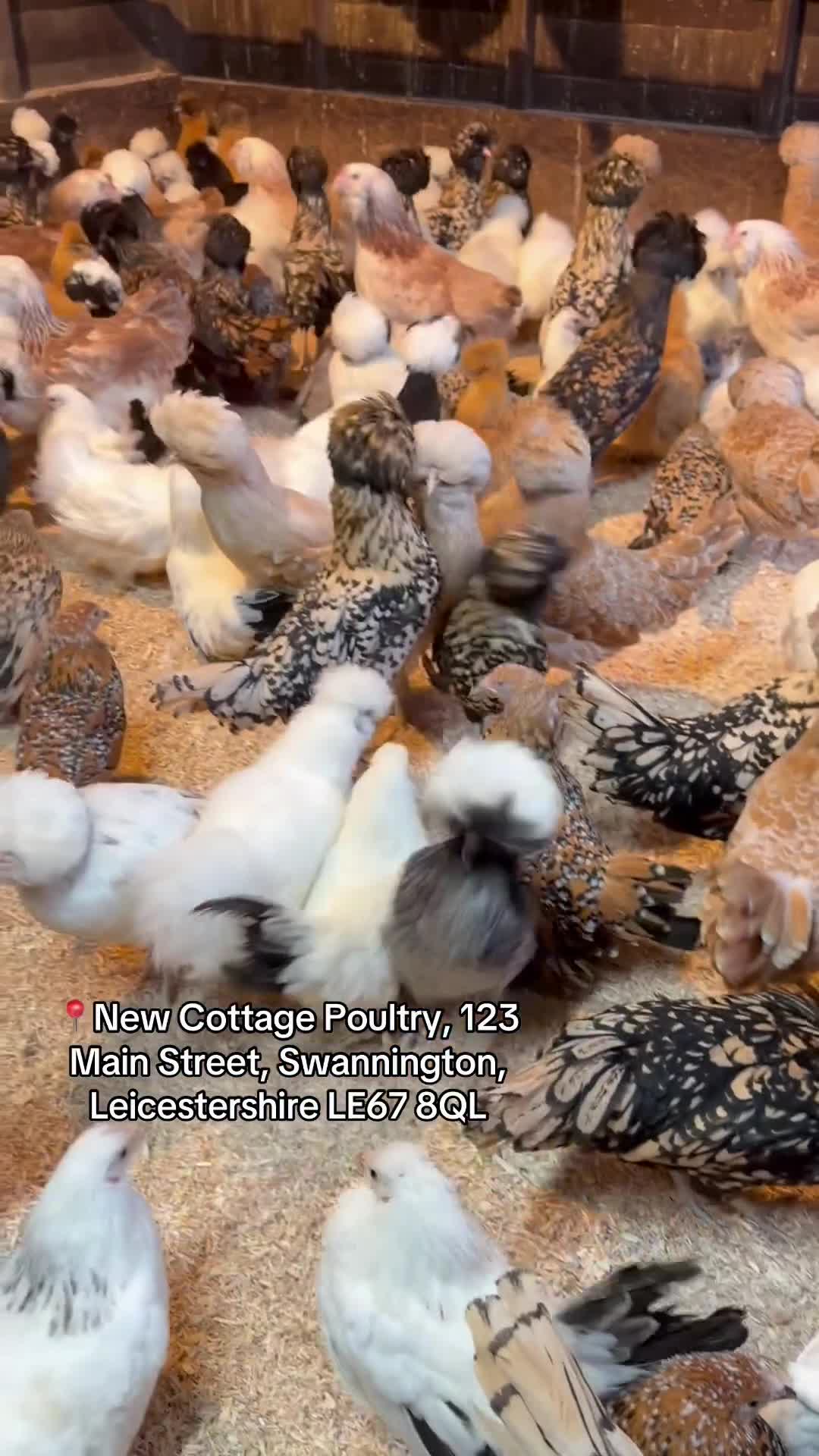 Chickens poultry for sale: Point of lay Silkie, Polish, Pekin, Faverolle &  - Video 1