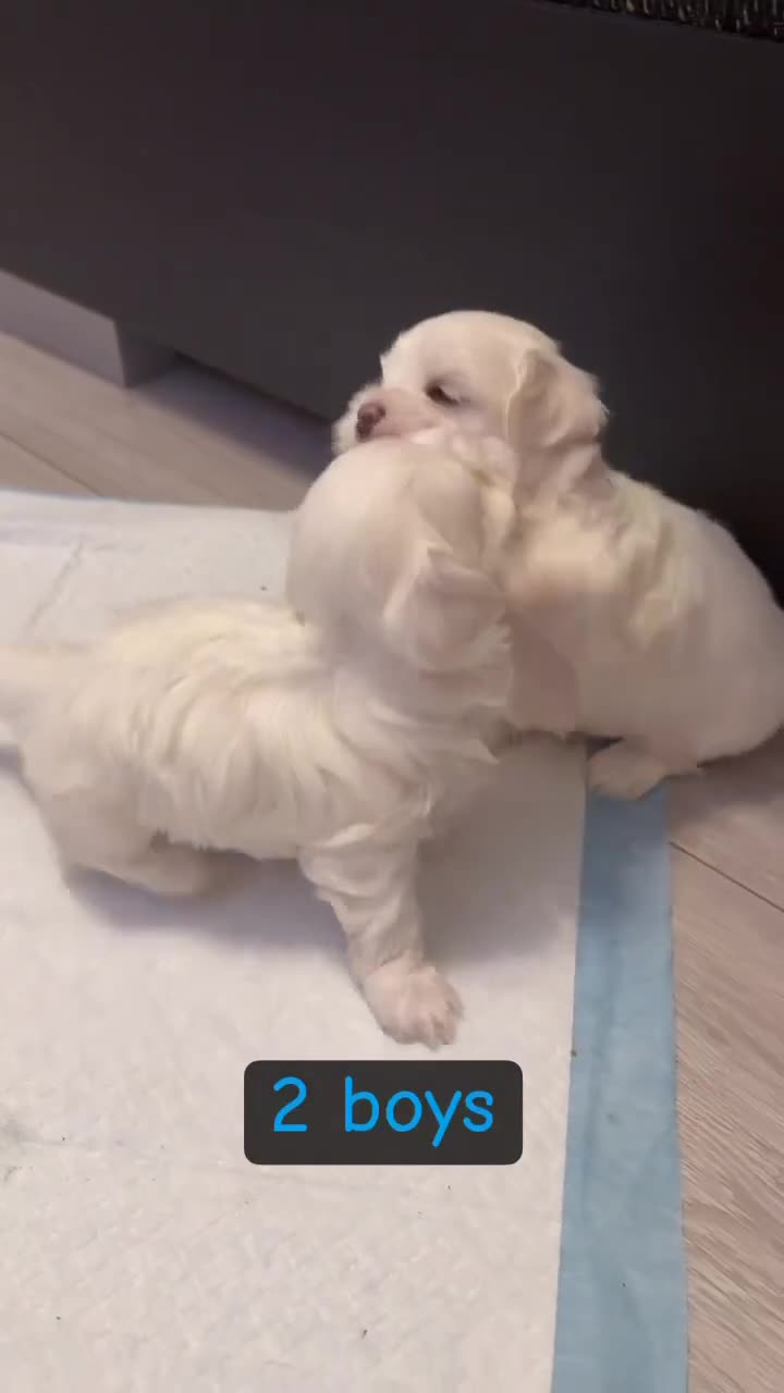 Maltese dogs for sale: Korean maltase puppies for sale  - Video 1