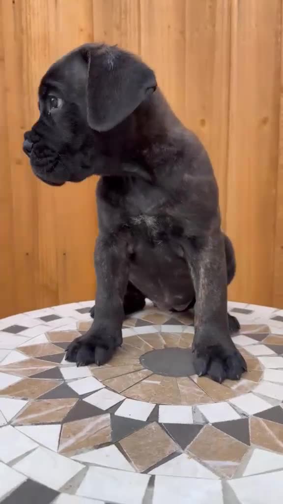 Cane Corso dogs for sale: Champion Bloodline Cane Corso’s in Manchester - Video 2