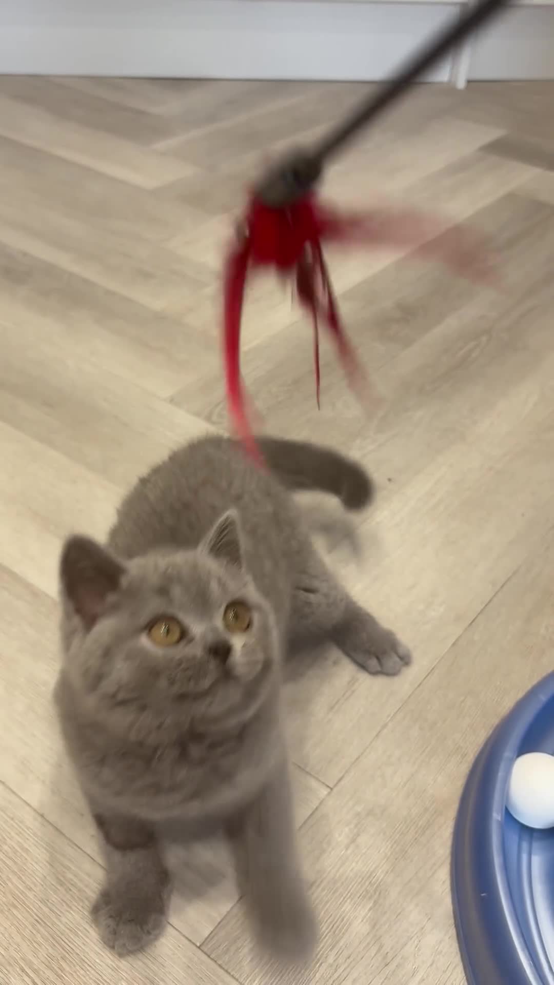 British Shorthair cats for sale: Last blue male. GCCF. Ready now - Video 1