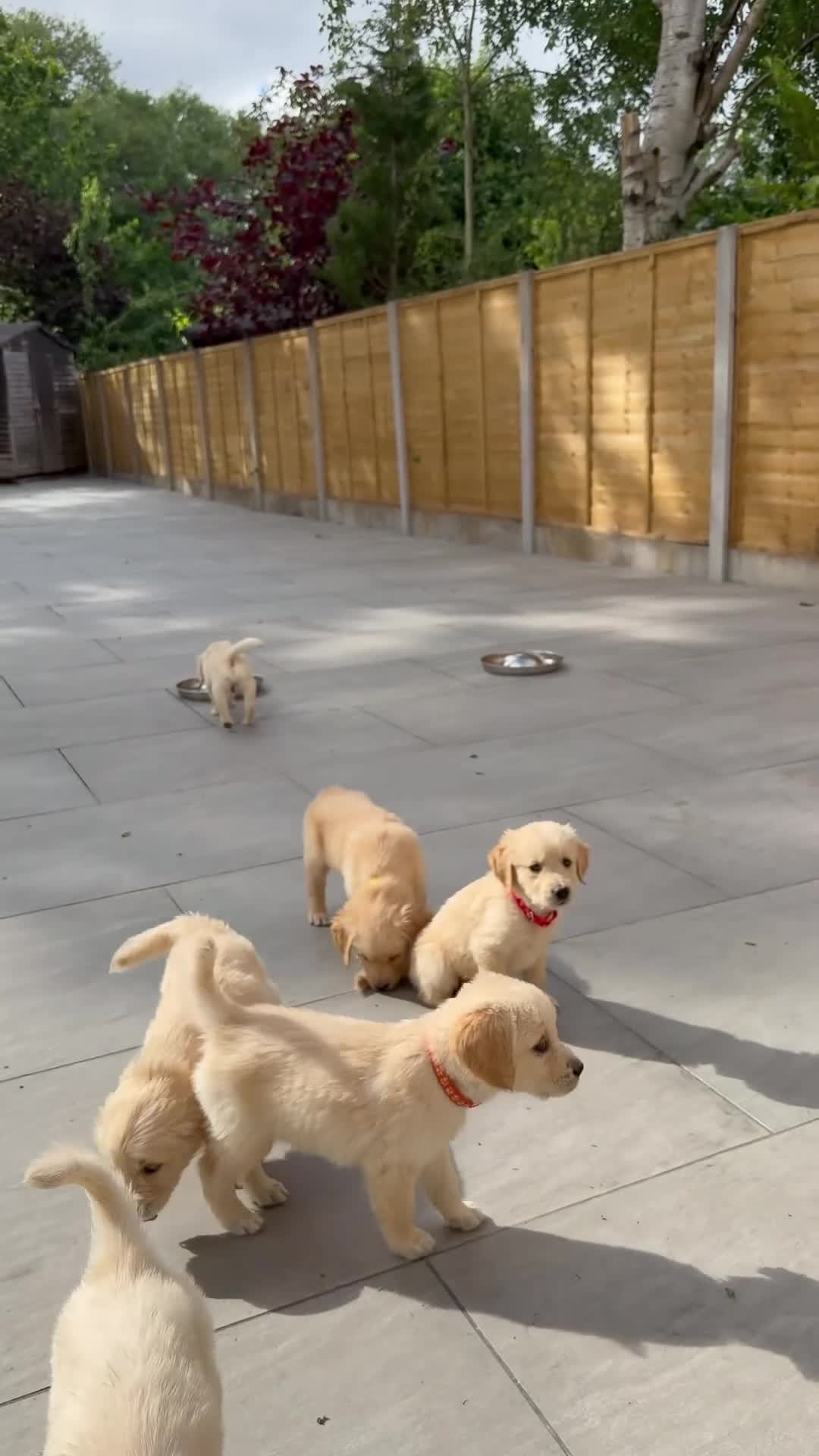 Golden Retriever dogs for sale: KC Registered Golden Retriever Boys ✨ - Video 1