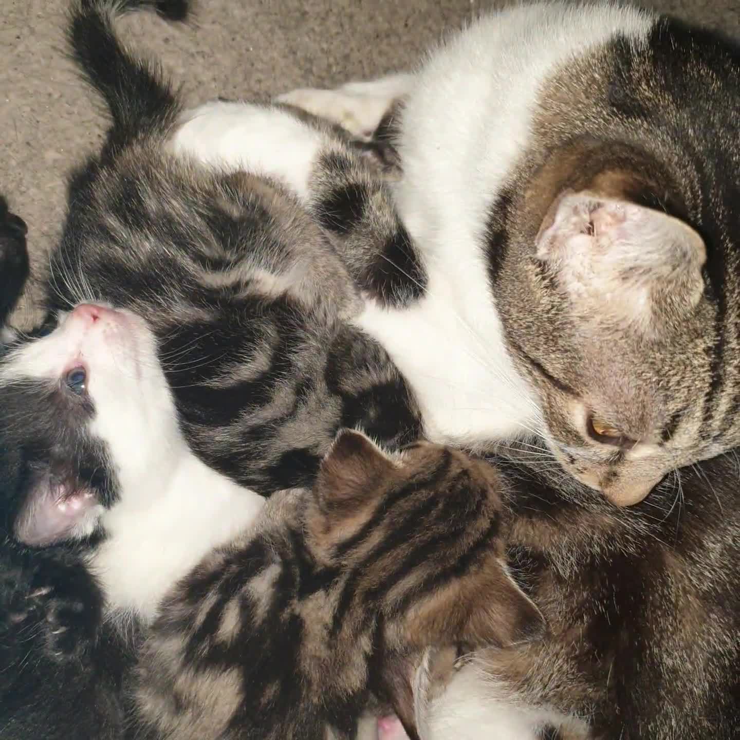 Mixed Breed cats for sale: Lovely kittens  - Video 1