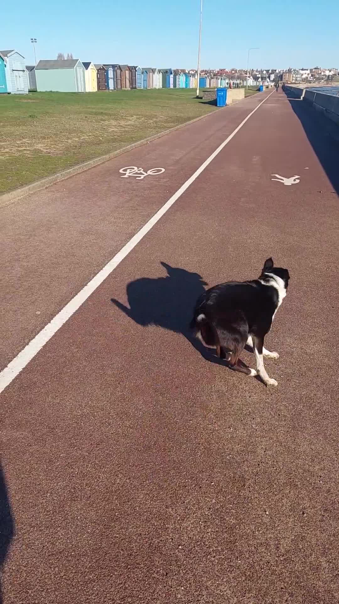 Border Collie dogs for sale: Female Short Hair Border Collie - Video 3