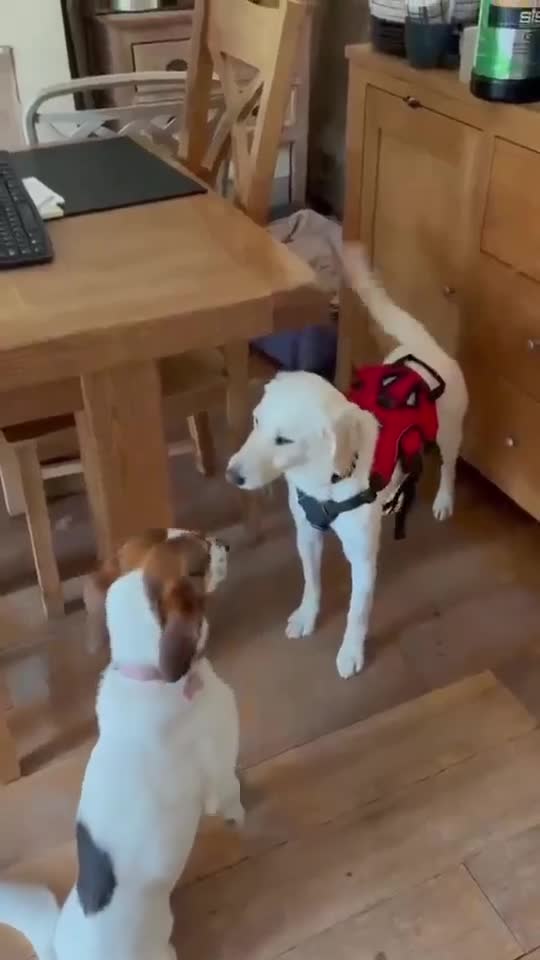 Mixed Breed dogs for adoption: Sweet Camille is looking for her forever home - Video 1