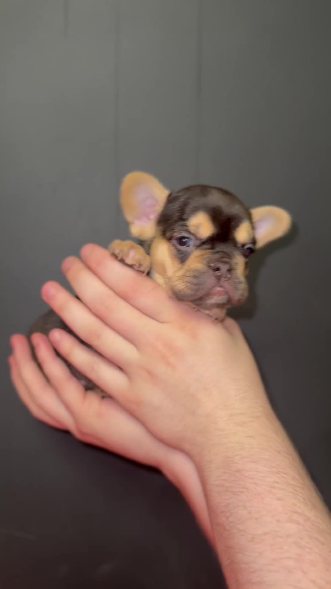 French Bulldog dogs for sale: New shade Full Fluffy French bulldog carrying pink - Video 4