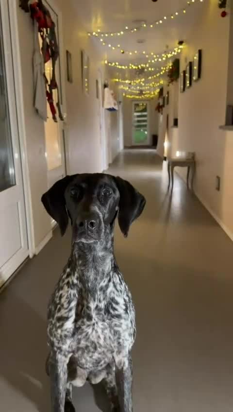 German Shorthaired Pointer dogs for sale: KC German Short Haired Pointer - Video 2