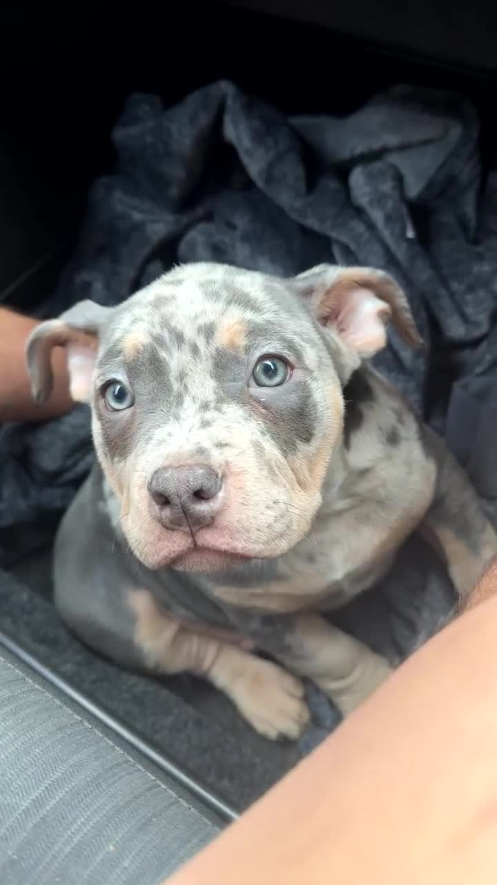 American Bully dogs for sale: Pocket bully pups  - Video 4