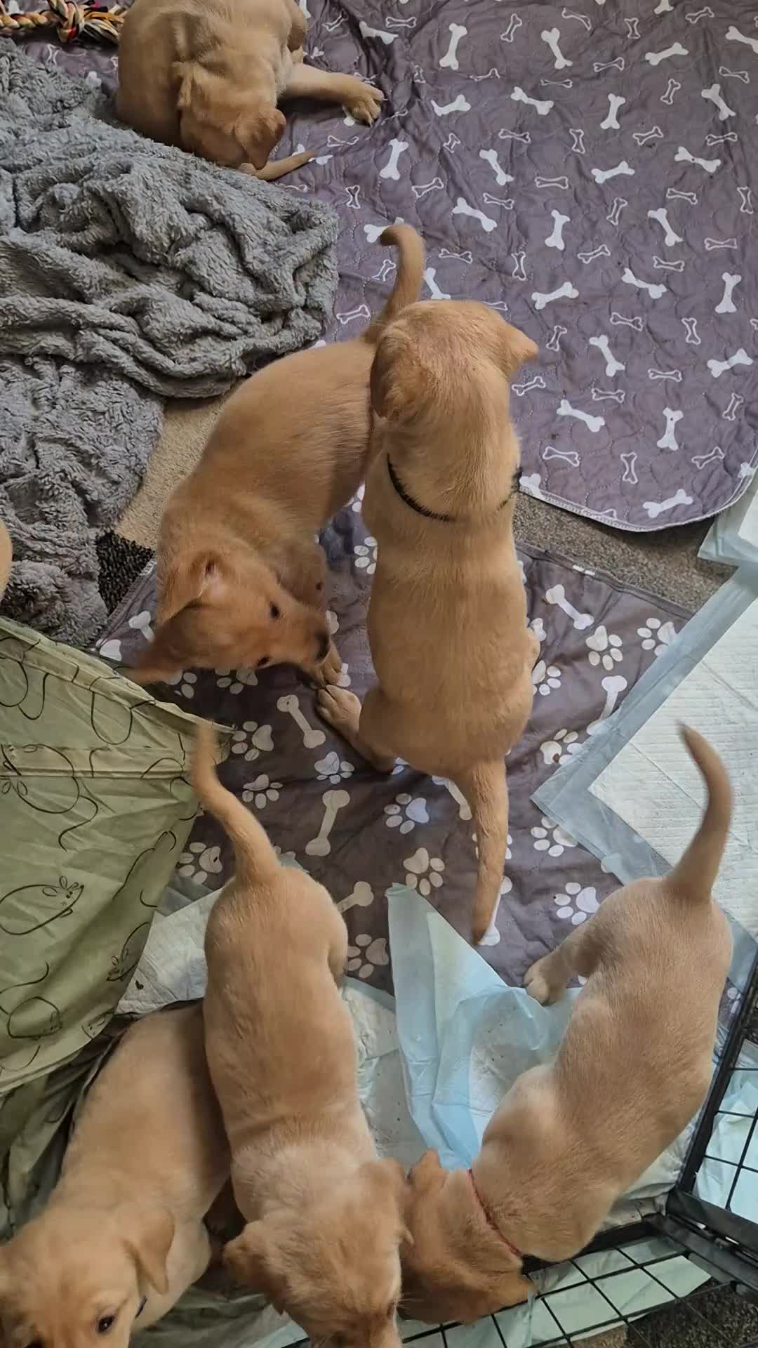 Labrador Retriever dogs for sale: Kc registered fox red puppies champion bloodlines  - Video 1