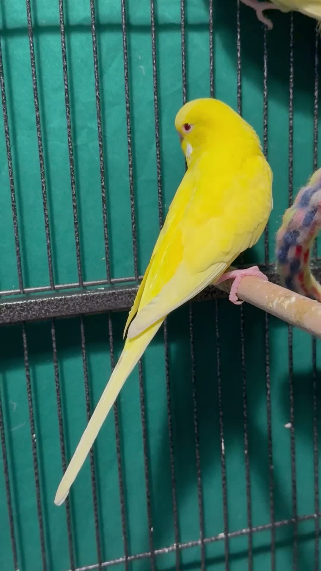 Budgerigars birds for sale: • Bonded pair — male & female young runcorn   ✅ - Video 5