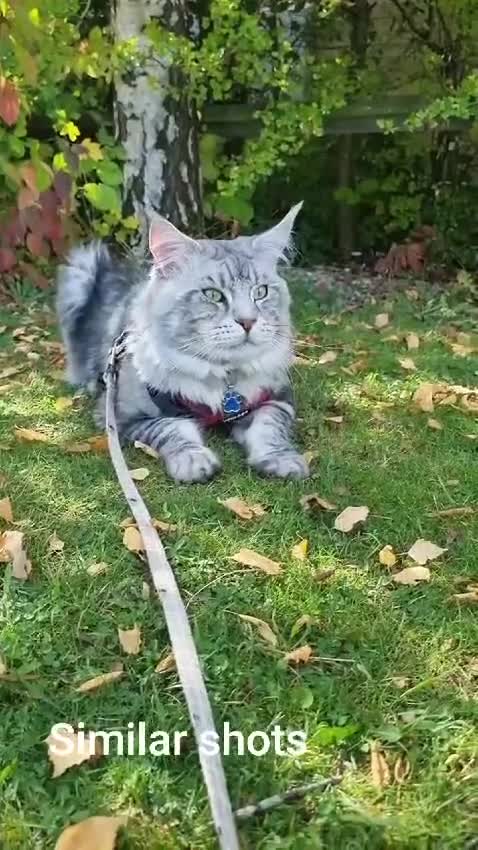 Maine Coon cats for stud: XL Tica Stud, Russian Lines, in Boots advert 2025 - Video 4
