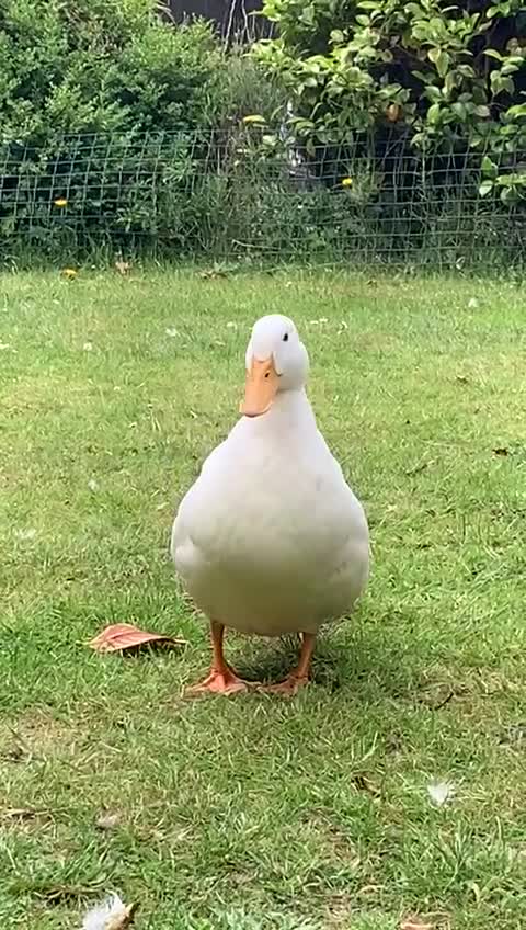 Ducks poultry for sale: Male duck for sale - Video 1