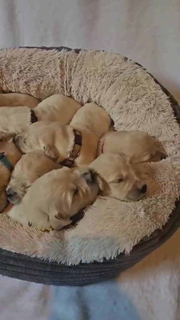 Golden Retriever dogs for sale: KC Registered Show Line Golden Retriever Puppies - Video 1