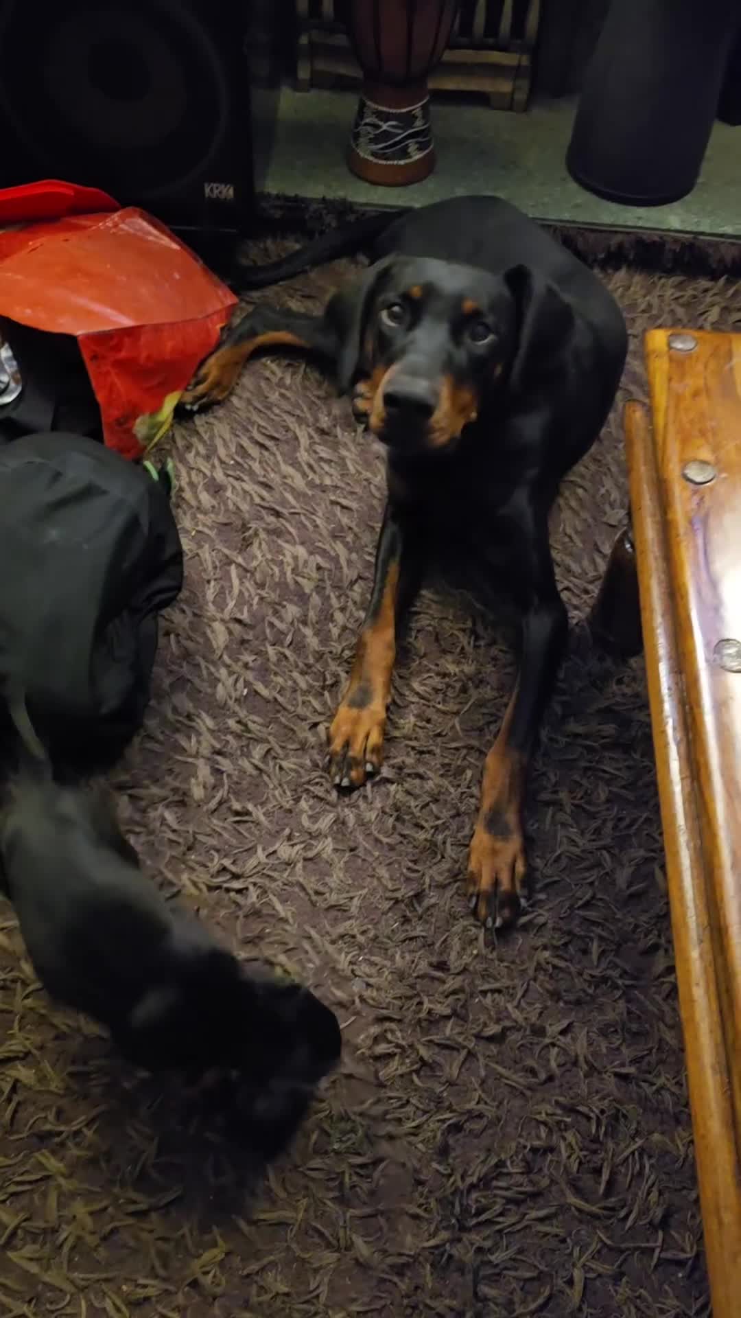 Dobermann dogs for sale: Doberman Pups - Ready now! X1 male left! - Video 2